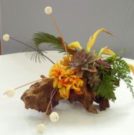 novice class 'tropical temptations'